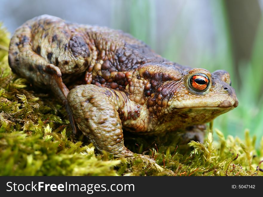 Big frog in moss on spring