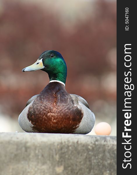 Duck male with an egg. Duck male with an egg