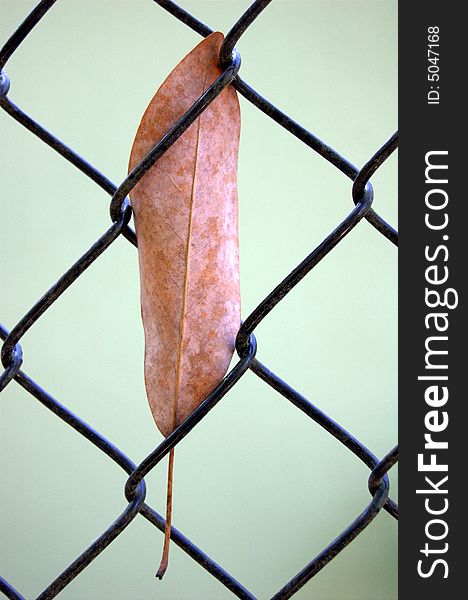 Leaf stuck in a chain link fence. Leaf stuck in a chain link fence