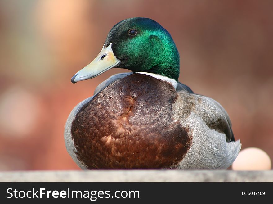 Duck male with an egg