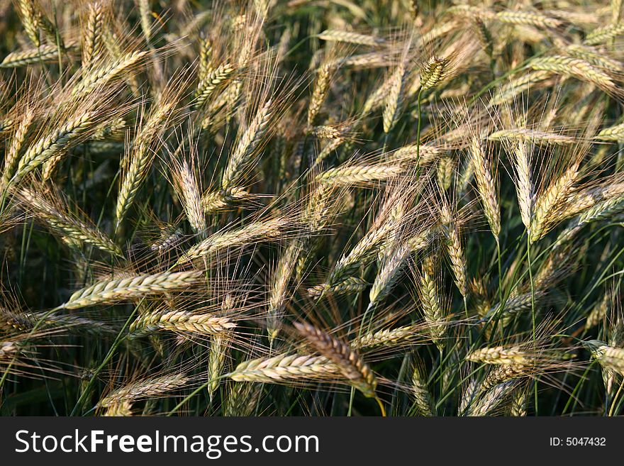 Gold cereal field, summer landscape,