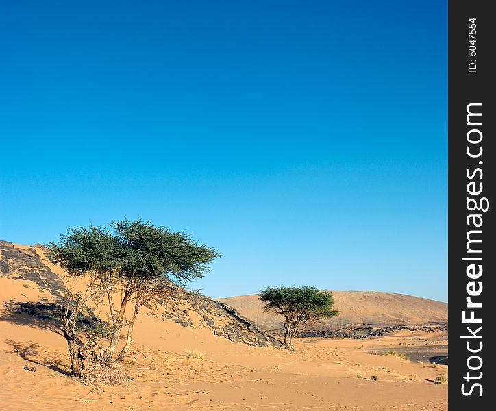 Acacias In The Desert