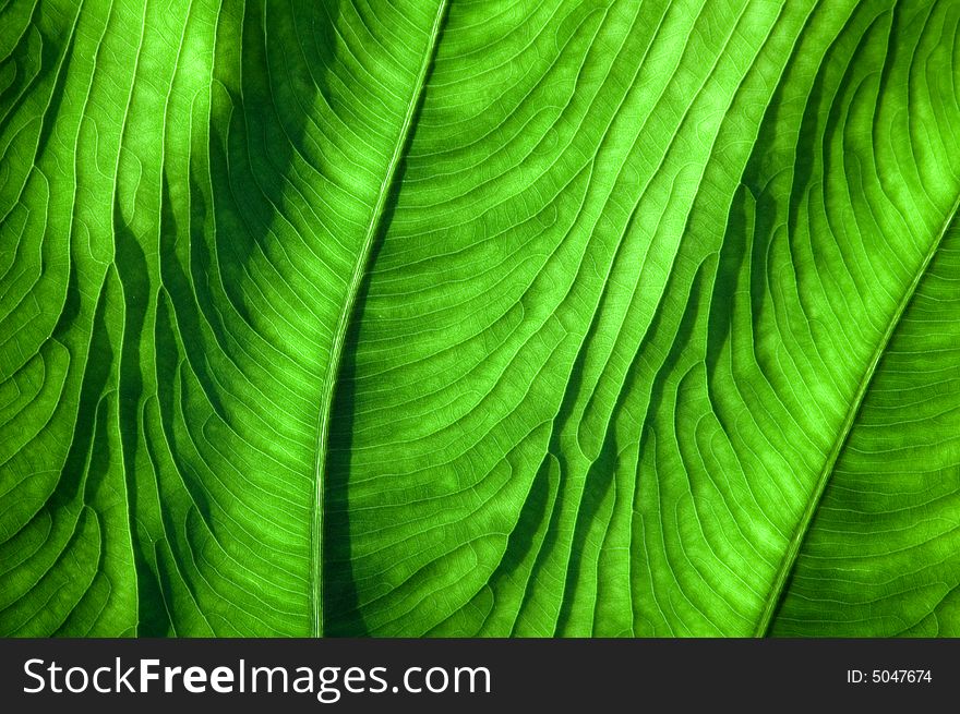 Piece of tropical leaf with marked pattern