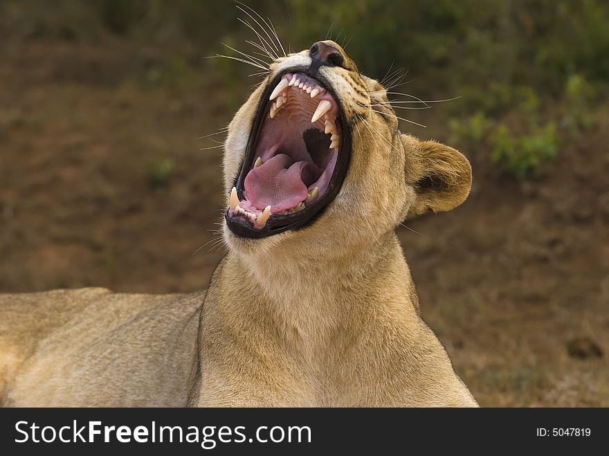 A young Lioness yawns aftera tiring night hunting with the pride. A young Lioness yawns aftera tiring night hunting with the pride