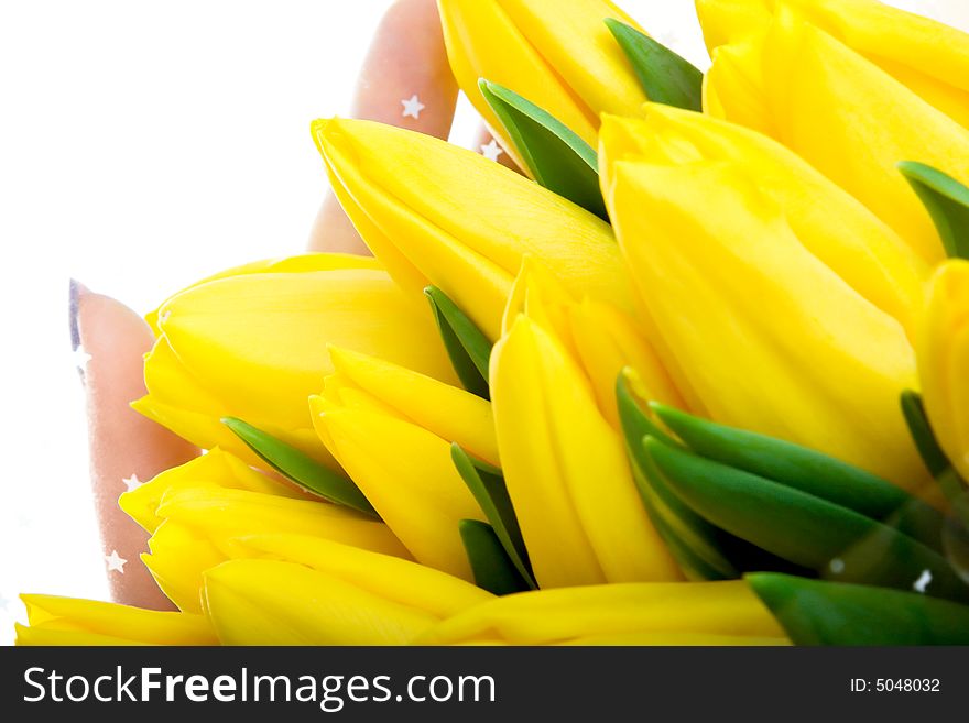 Yellow tulips isolated on white background