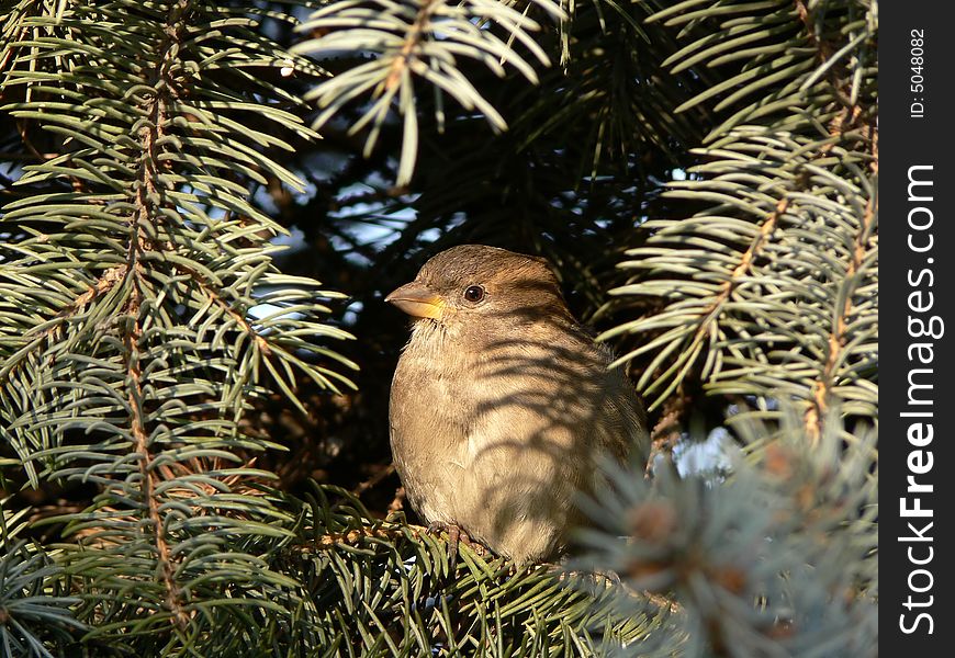 Lone young sparrow hiding in the fir-tree branches