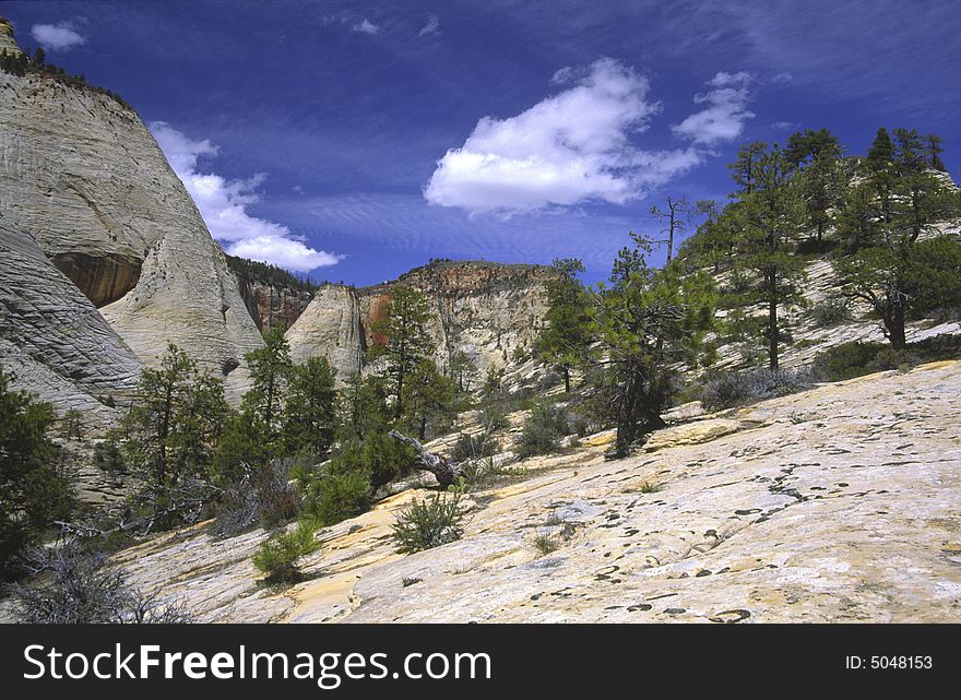 Pine trees on the upper plateau in Zion National Park, Southern Utah