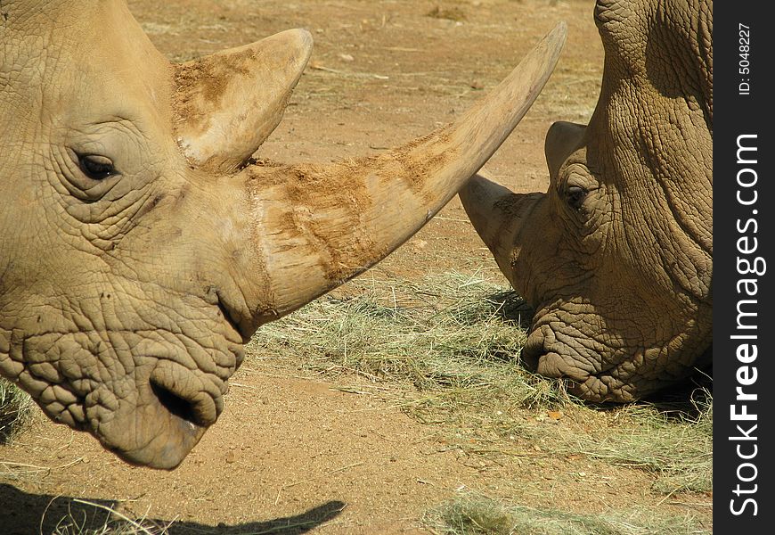 Closeup of Rhinos Eating Grass. Closeup of Rhinos Eating Grass