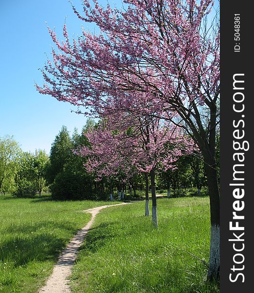 Path leads past flowering tree in wood. Path leads past flowering tree in wood