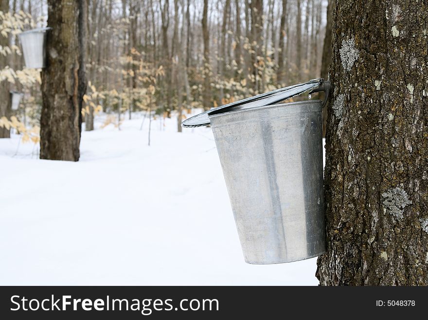 Droplet of maple sap falling into a pail. Maple syrup production.
