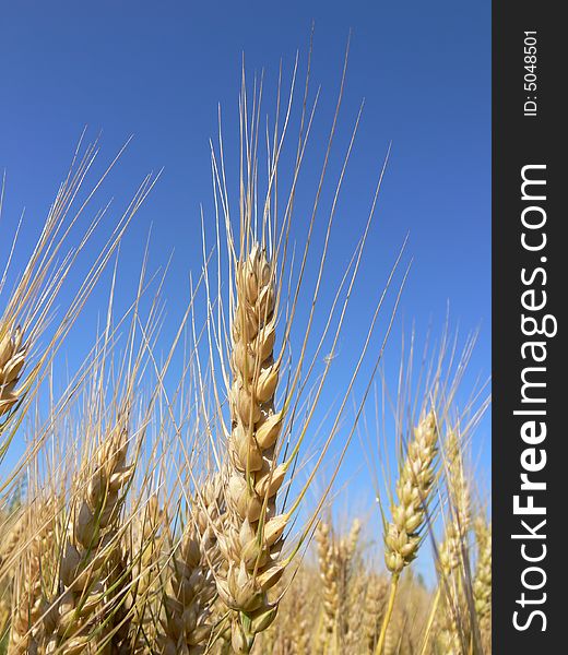 Half-ripe barley ears and blue sky