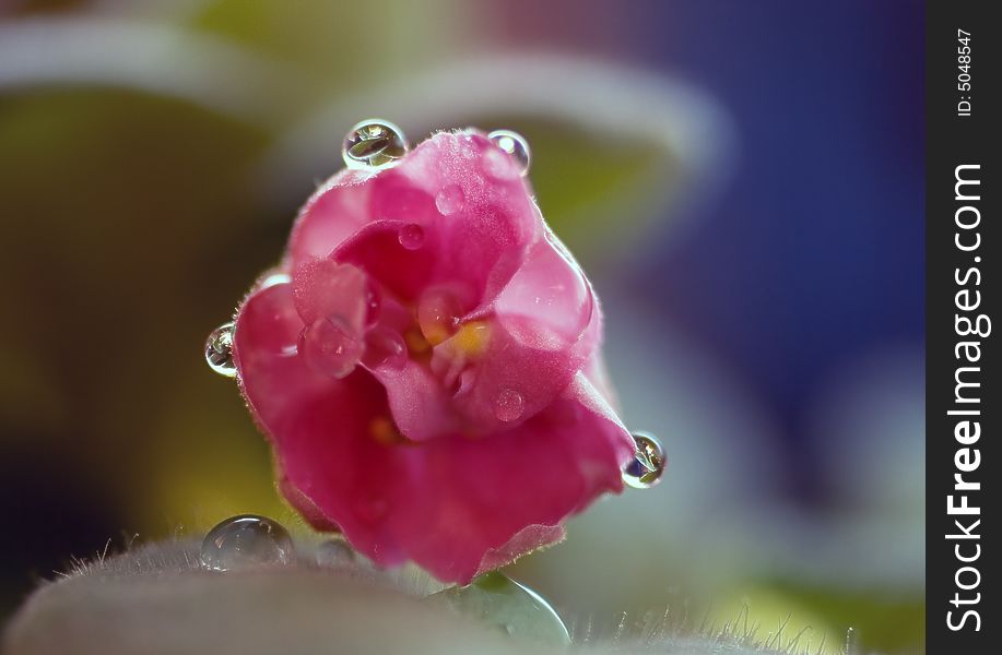 Dripped on my room flower, which grows on my window. Dripped on my room flower, which grows on my window