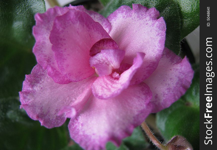 Rooming flower of color-bright rosy,close-up. Rooming flower of color-bright rosy,close-up