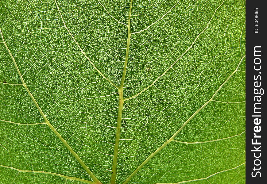 Vine leaf close-up