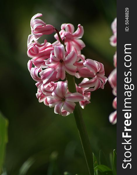 The hyacinth  bloom in pink. The hyacinth  bloom in pink