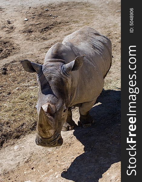 Rhinoceros in the sun waiting for food. Rhinoceros in the sun waiting for food