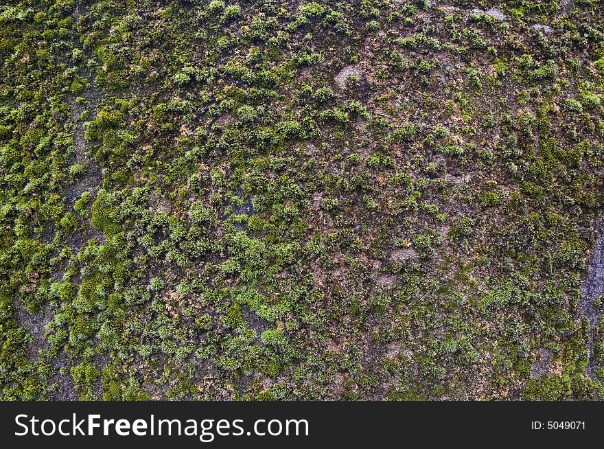 Natural Moss Background