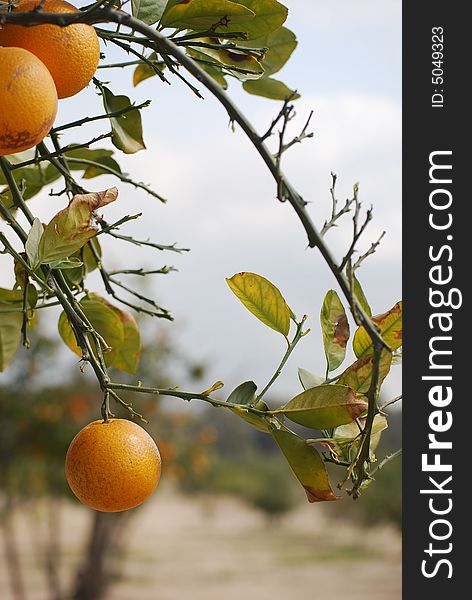 Beautiful oranges on bush in hot summer