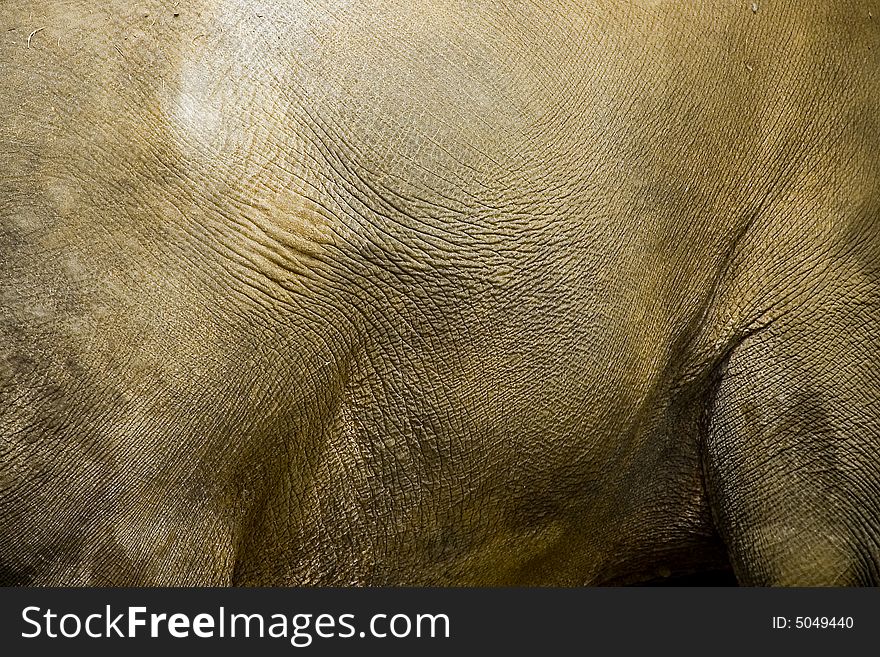 Photo showing rough structure of elefant's skin. Photo showing rough structure of elefant's skin