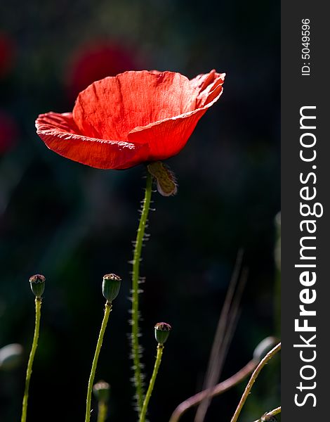Nature series: one poppy flowers on the dark background