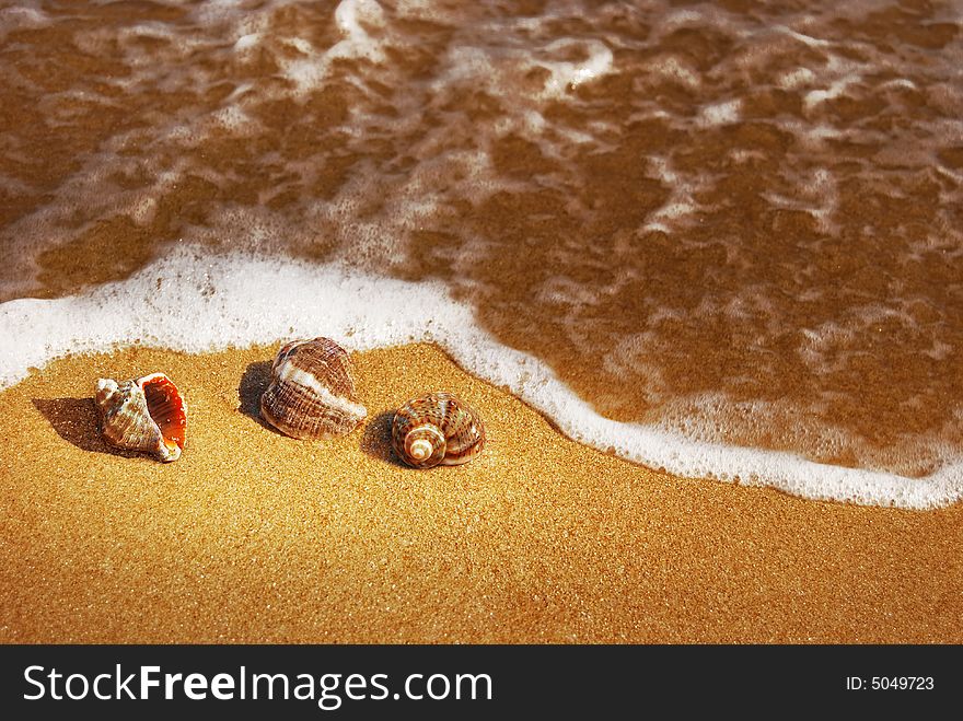 Seashells on the hot sand and foamy wave