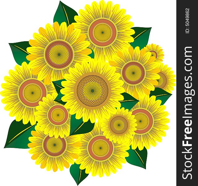 Sunflower vector image. Bouquet on white