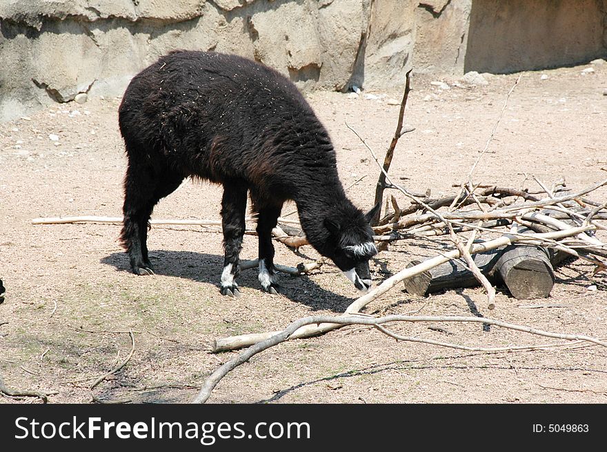 A black goat looking for food.