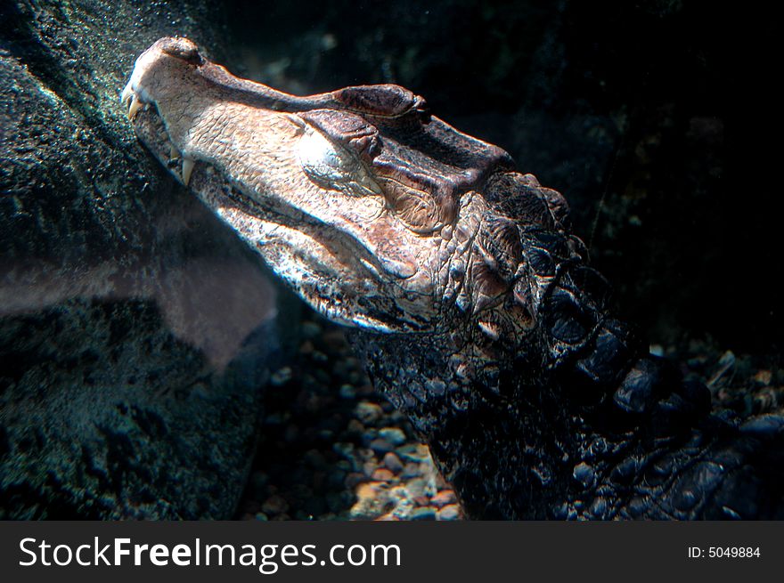 A crocodile hiding quietly in water waiting for its prey. A crocodile hiding quietly in water waiting for its prey.