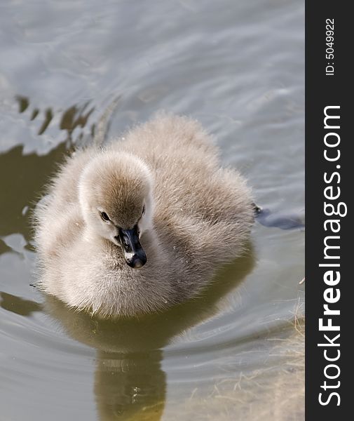 Little swan chicken in a lake