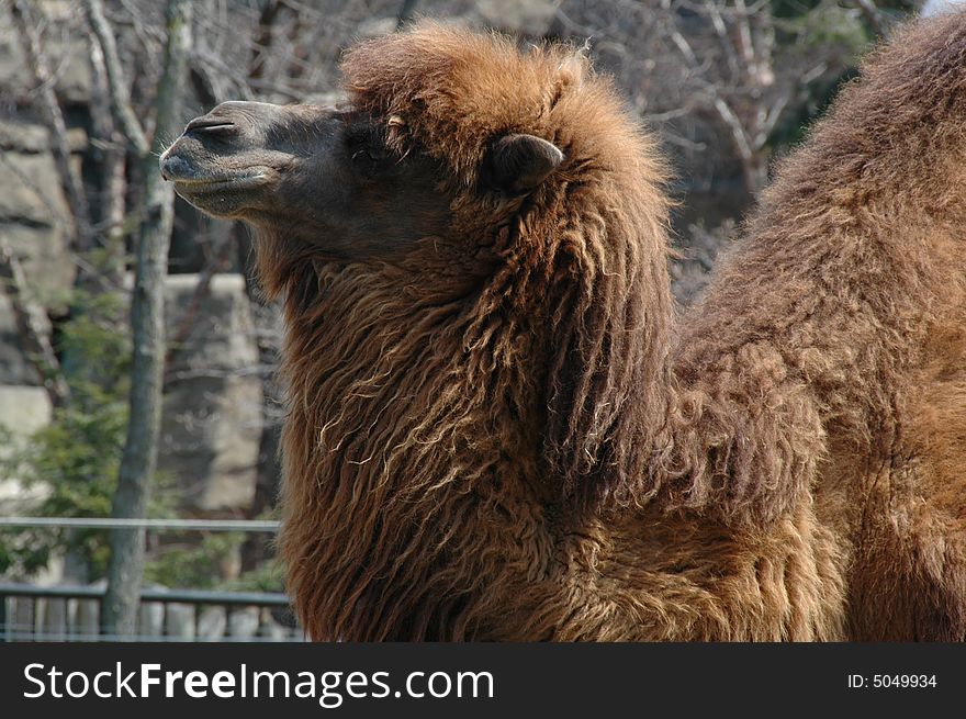 Closeup of a camel at Lincoln Park zoo. Closeup of a camel at Lincoln Park zoo.