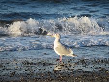 Seagull On The Beach Stock Photo Seagull On The Beach Stock Photo