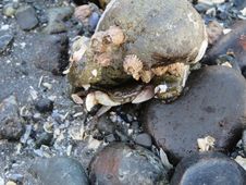 Seattle Crab Royalty Free Stock Image