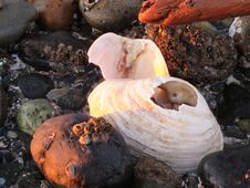 Sea Shells Stock Image