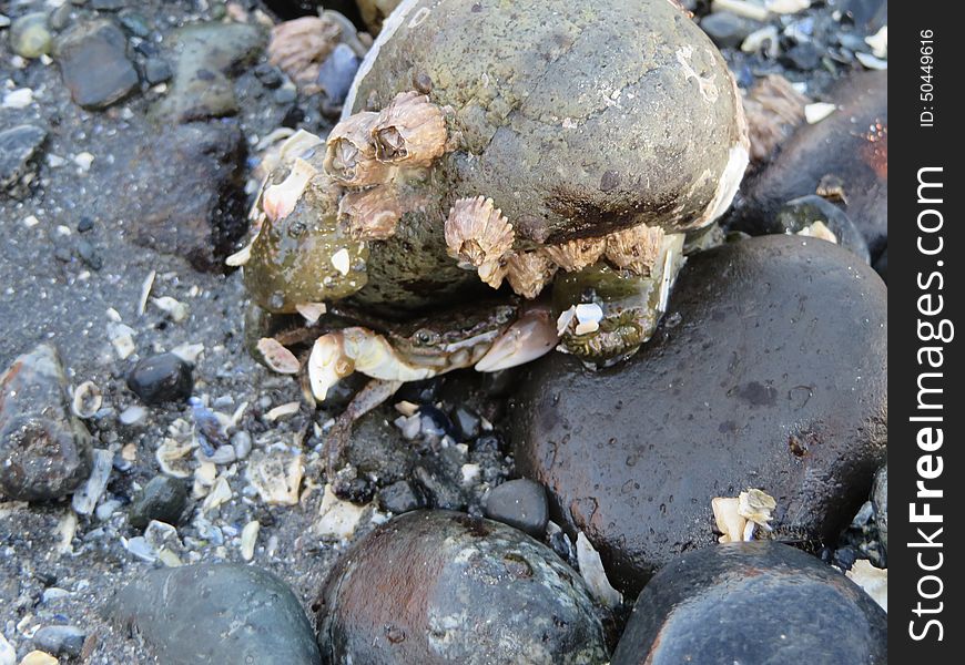 Beautiful little crab hiding underneath a rock on a beach in Seattle Washington. Beautiful little crab hiding underneath a rock on a beach in Seattle Washington.