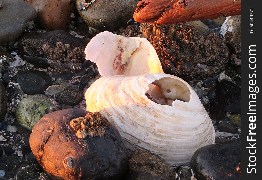 Beautiful broken sea shells on the beaches of Seattle Washington.