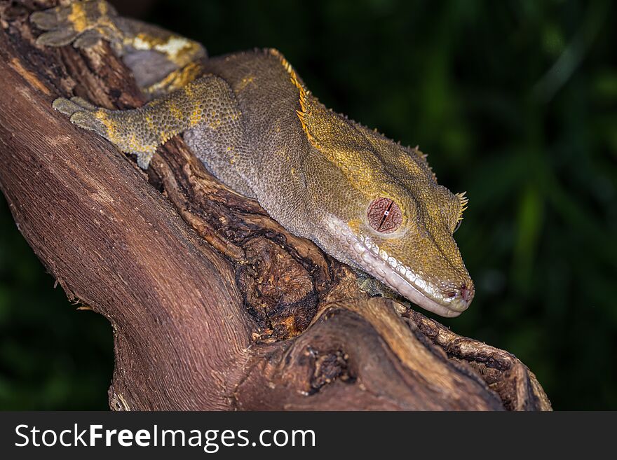 Close up and Crested Gecko resting on a wooden branch with a natural background