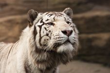 White Amur Tiger Royalty Free Stock Image White Amur Tiger Royalty Free Stock Image
