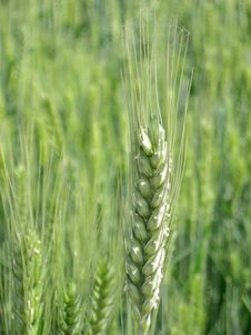 Wheat Stock Image