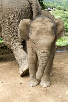 Baby Elephant Stock Photos