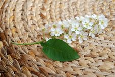 Bird Cherry Tree Still Life 4 Royalty Free Stock Photos Bird Cherry Tree Still Life 4 Royalty Free Stock Photos