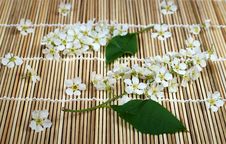 Bird Cherry Tree Still Life 3 Royalty Free Stock Images Bird Cherry Tree Still Life 3 Royalty Free Stock Images