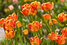 Tulips In Town Garden Stock Photos