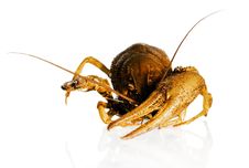 Crayfish Stock Photo Crayfish Stock Photo