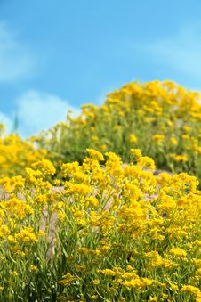 Yellow Flowers On Spring Field Stock Photo Yellow Flowers On Spring Field Stock Photo