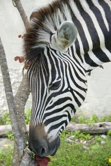 Zebra Head & Bougainvillea Royalty Free Stock Photos