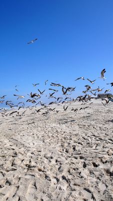 Seagulls Stock Photos Seagulls Stock Photos