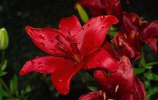 Red Lily After Rain. Stock Images