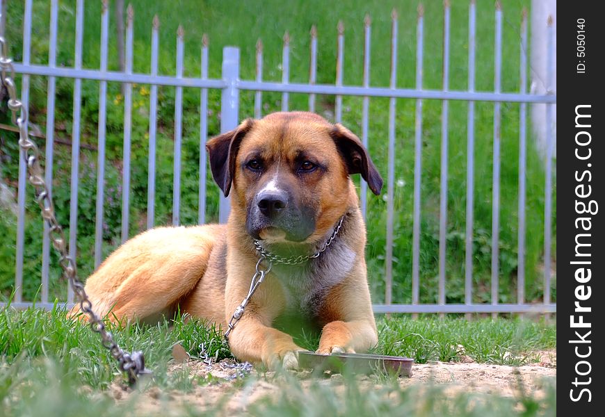 Sad dog on the grass