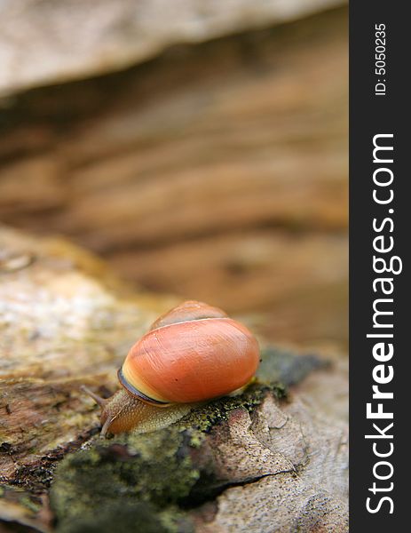 Snail on the broken tree