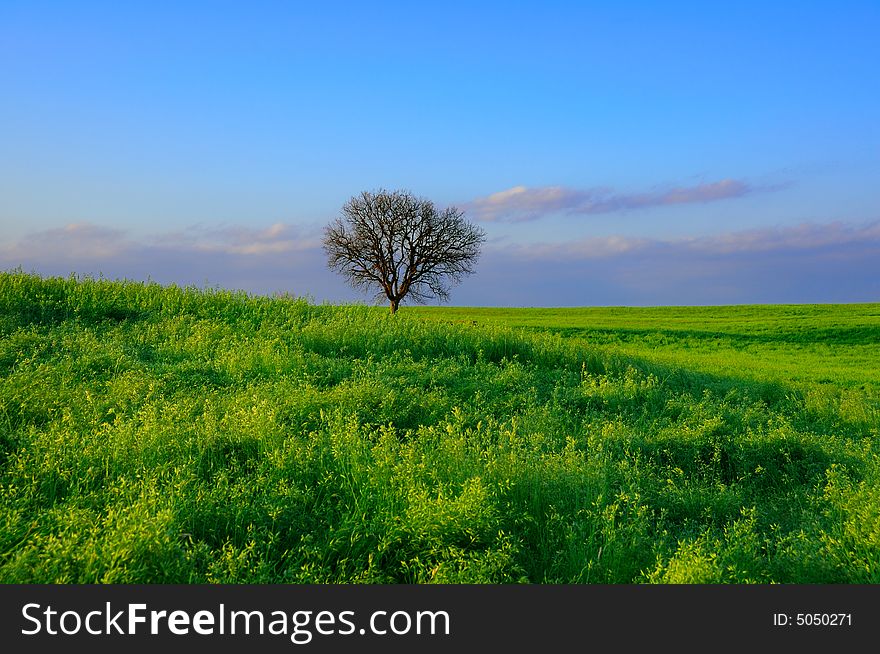 An Italian landscape with seas of grass and lone oaks. An Italian landscape with seas of grass and lone oaks.
